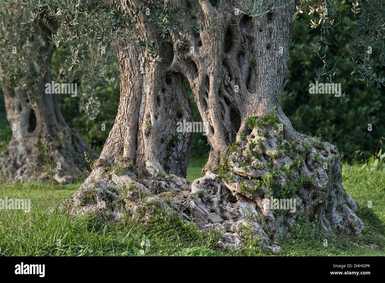 Un antico ulivo (Olea europaea) in un oliveto vicino Catania, Sicilia, Italia. Due alberi sono cresciuti da un unico stock, formando un arco Foto Stock Un antico ulivo (Olea europaea) in un oliveto vicino Catania, Sicilia, Italia. Due alberi sono cresciuti da un unico stock, formando un arco Foto Stock