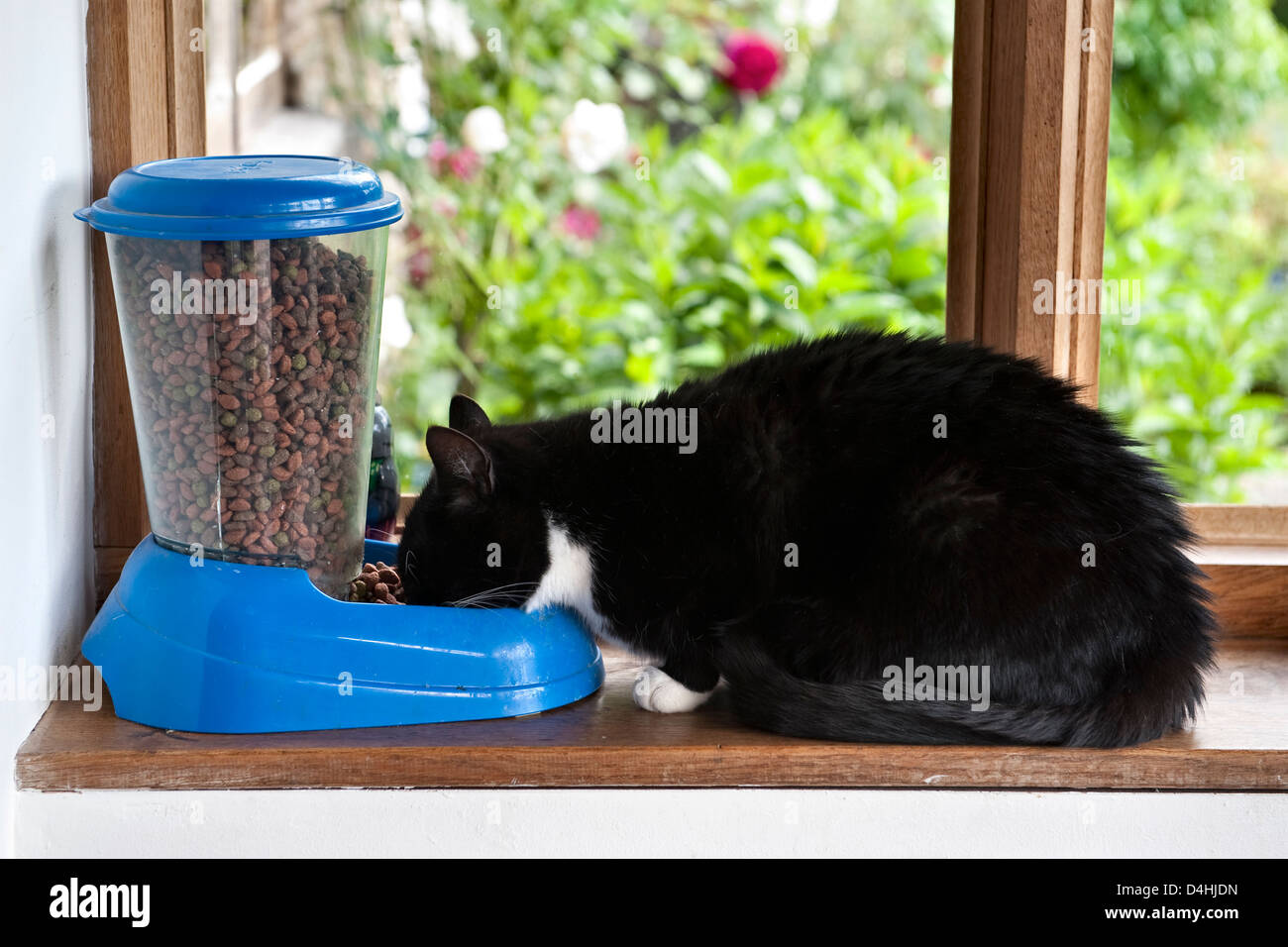 Un gatto domestico che mangia cibo secco da un alimentatore automatico di gatti, Regno Unito Foto Stock