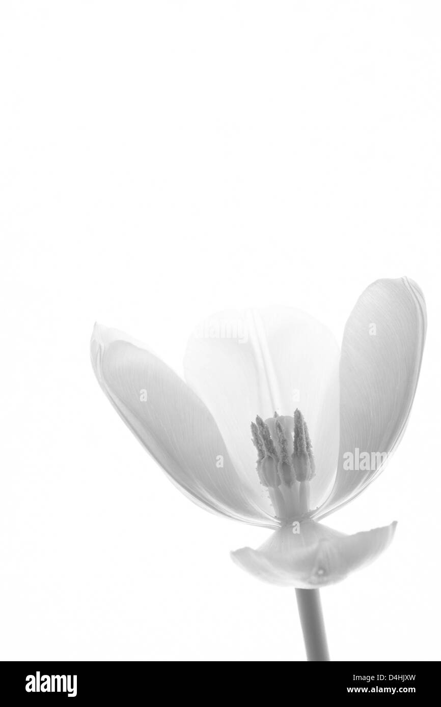 Tulipano bianco Foto Stock