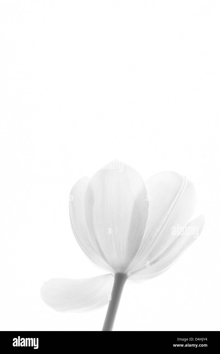 Tulipano bianco Foto Stock
