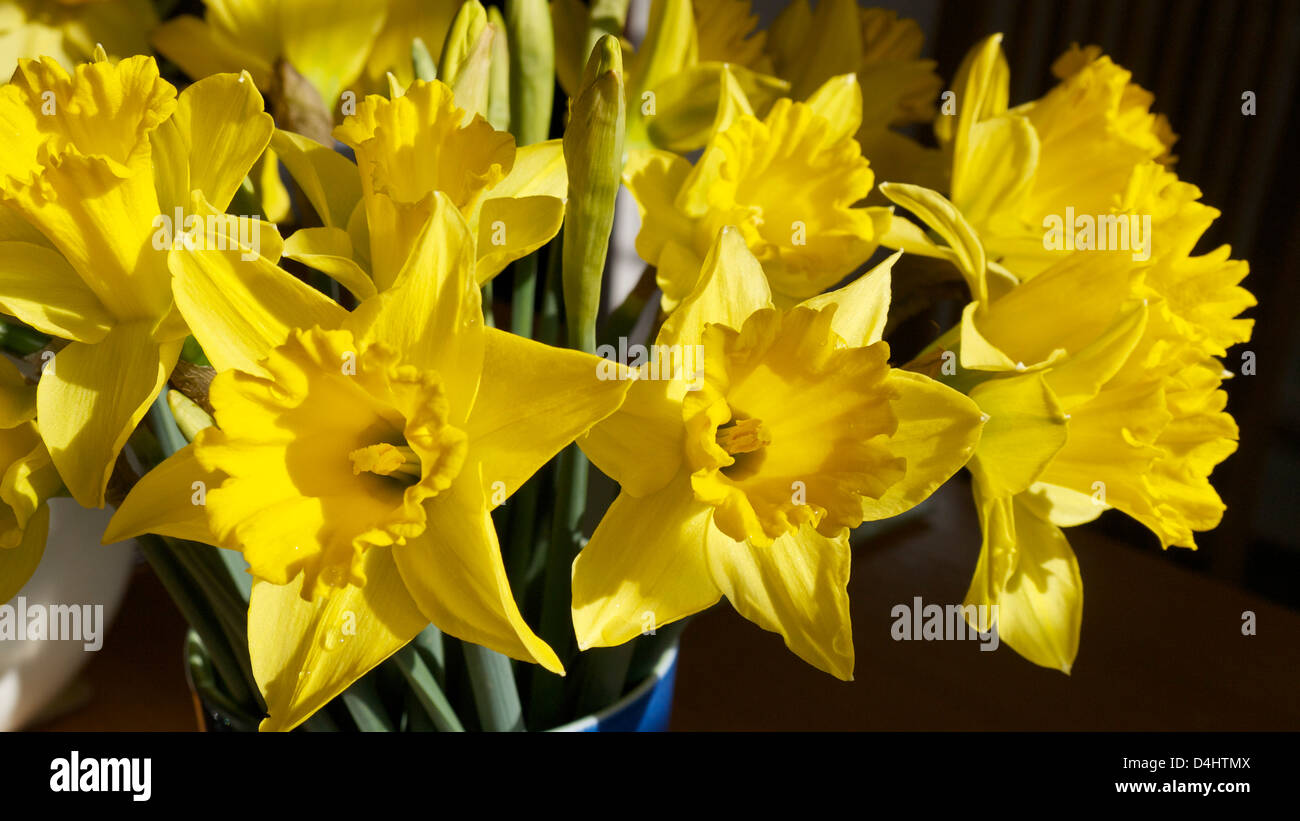 Una foto vicina di un gruppo di narcisi in una pentola di blu Foto Stock