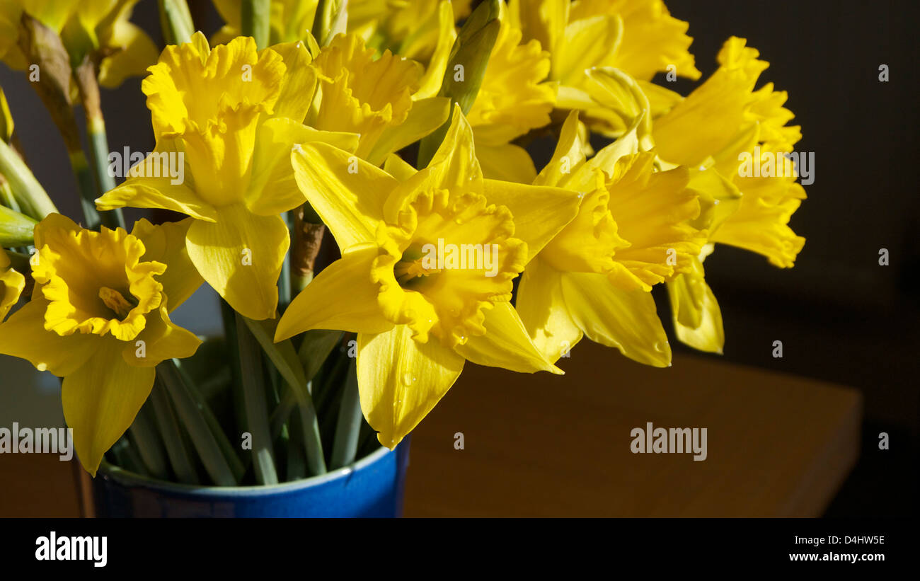 Un gruppo di narcisi in un vaso blu su sfondo scuro. Foto Stock