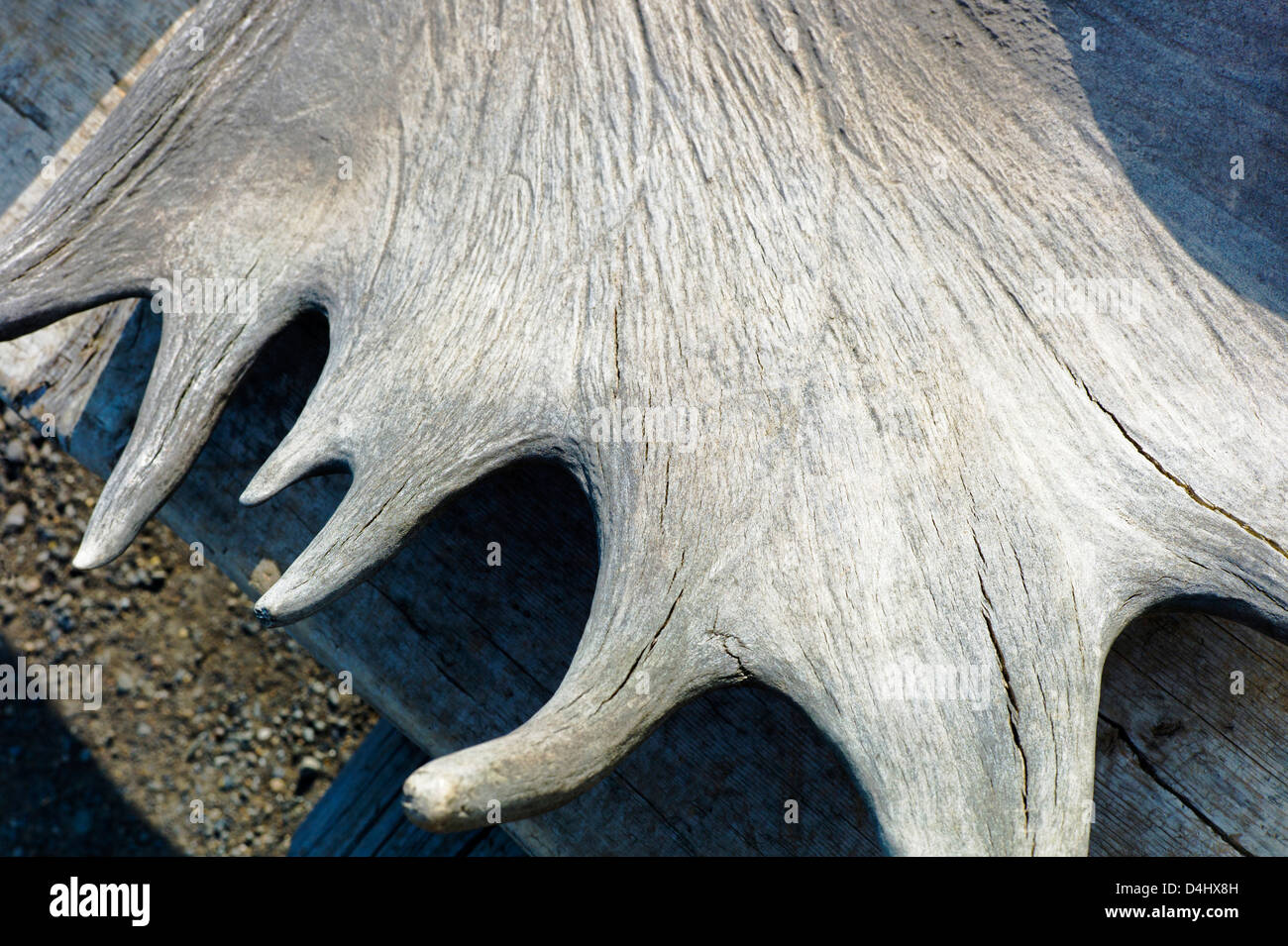 Vecchio corna di alce in mostra presso il fiume Toklat Area riposo, Denali National Park & Preserve, Alaska, STATI UNITI D'AMERICA Foto Stock