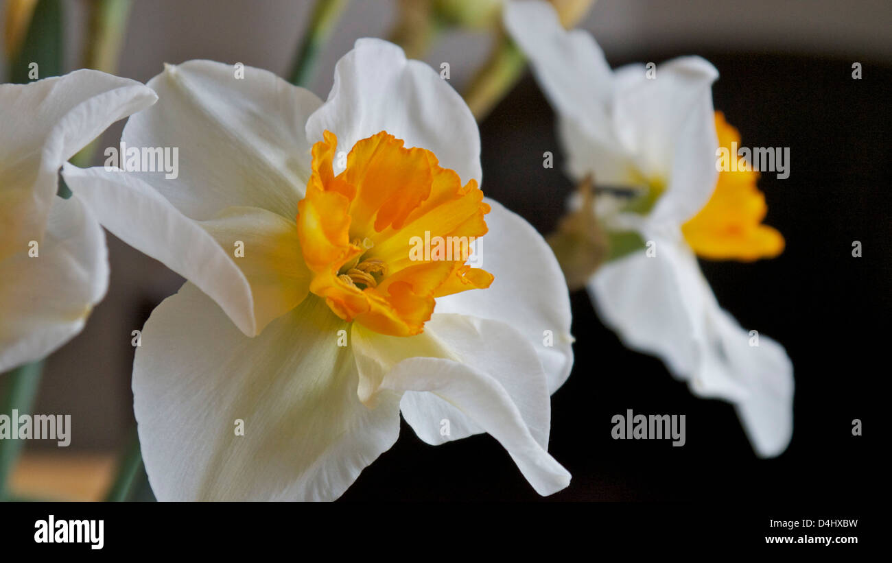 Chiudere il colpo di narcisi su uno sfondo scuro. Foto Stock