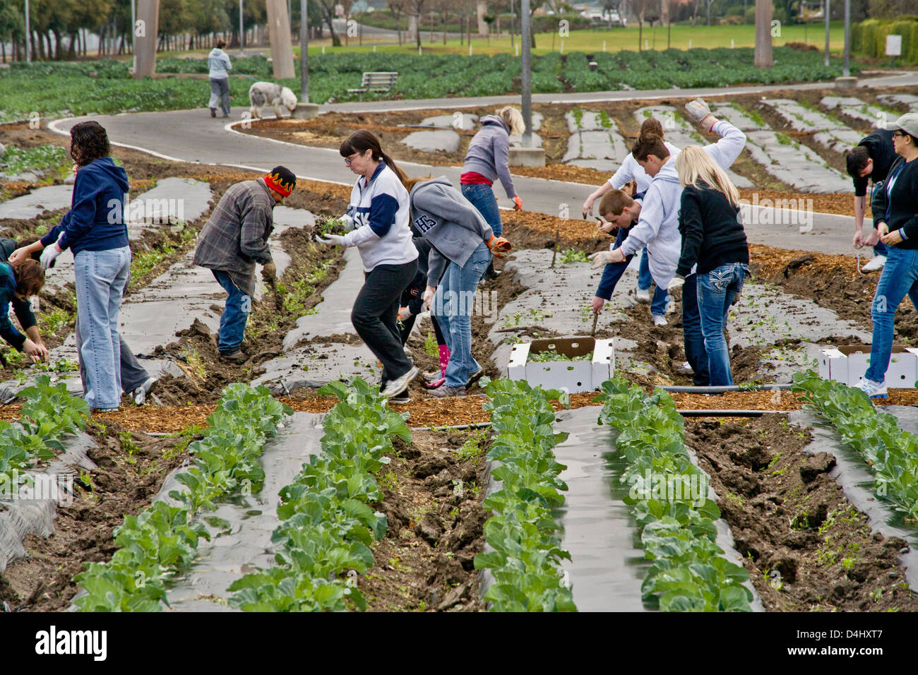 Volontari caritatevoli impianto gli spinaci in un campo fangoso a Irvine, CA, per essere cresciuto per sfamare i senzatetto. Foto Stock