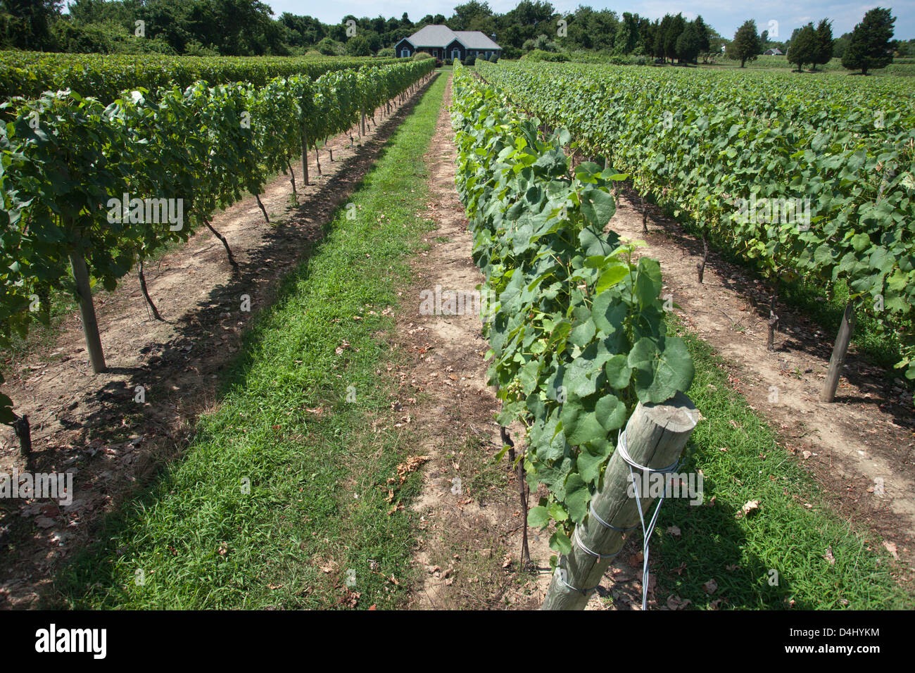 Vigneti a piedi di anatra cantina MONTAUK HIGHWAY mulino ad acqua LONG ISLAND NELLO STATO DI NEW YORK STATI UNITI D'AMERICA Foto Stock