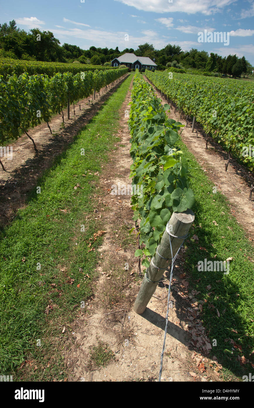 Vigneti a piedi di anatra cantina MONTAUK HIGHWAY mulino ad acqua LONG ISLAND NELLO STATO DI NEW YORK STATI UNITI D'AMERICA Foto Stock