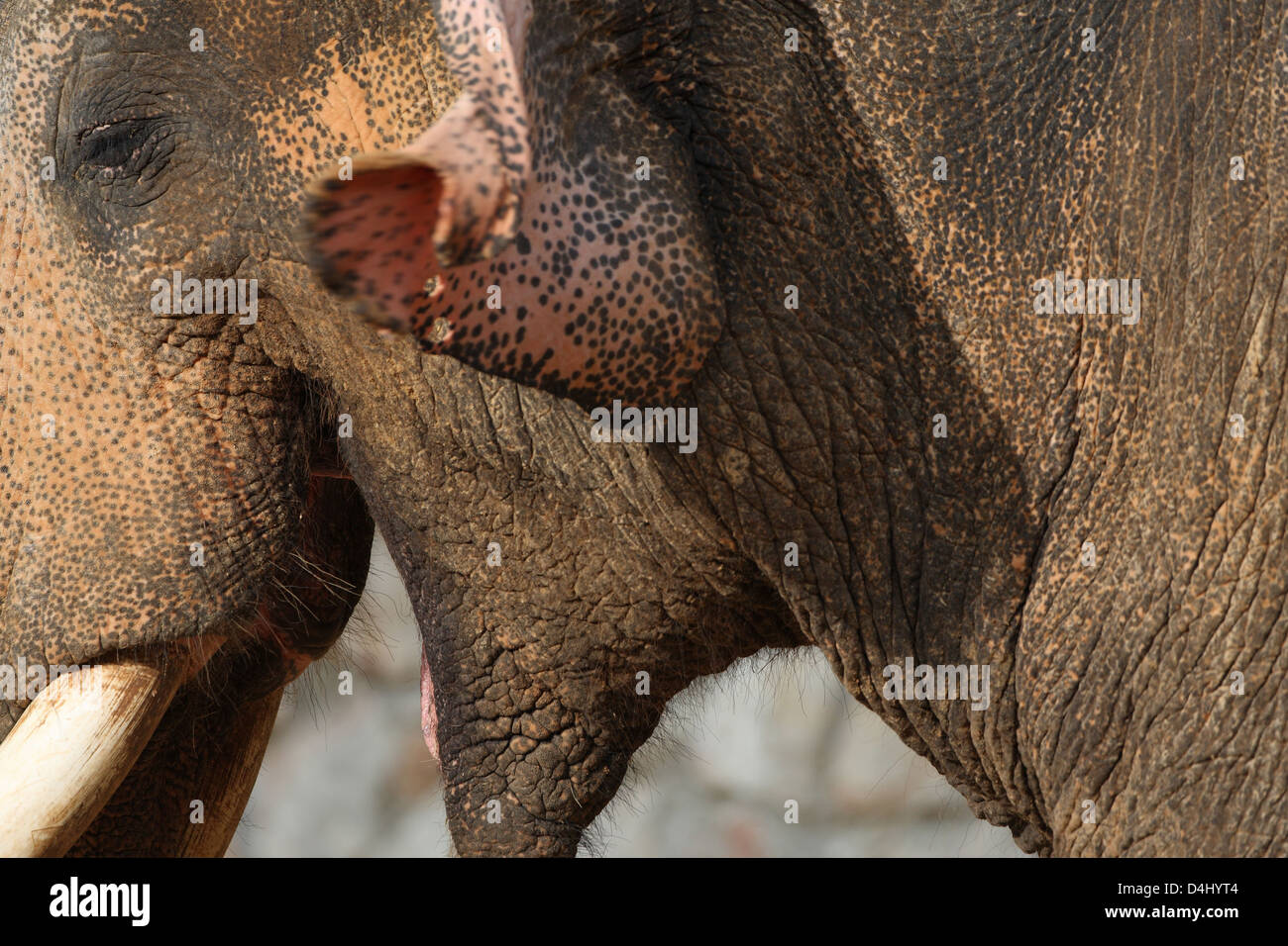 Elefante indiano Foto Stock