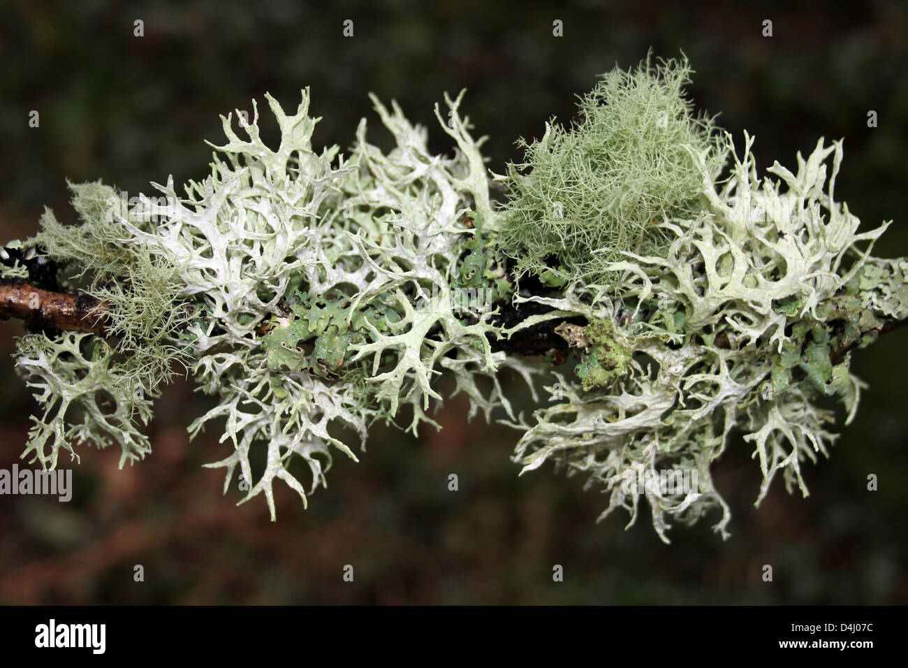Welsh licheni Evernia prunastri e una specie di usnea Foto Stock