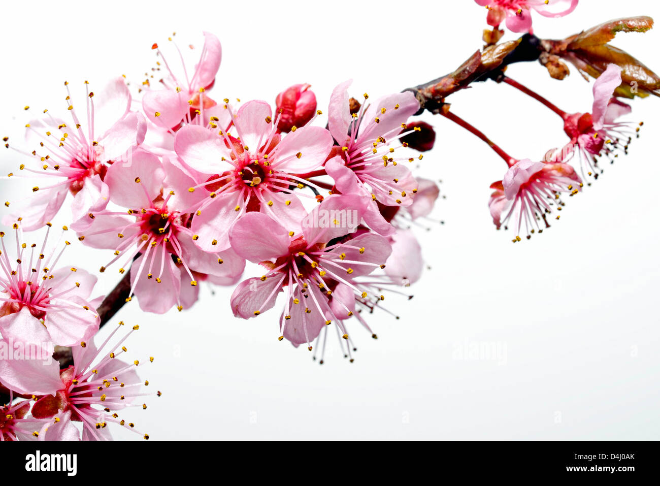 Immagine di primavera di un albero ciliegio blossom su sfondo bianco. Foto Stock