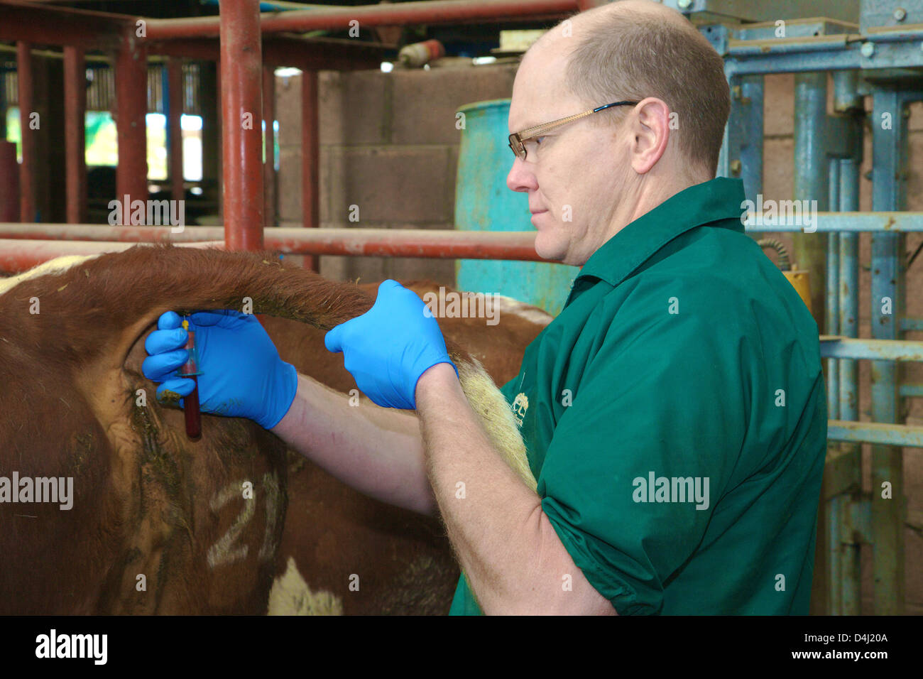 Veterinario prendendo campione di sangue dalla coda della mucca. Foto Stock