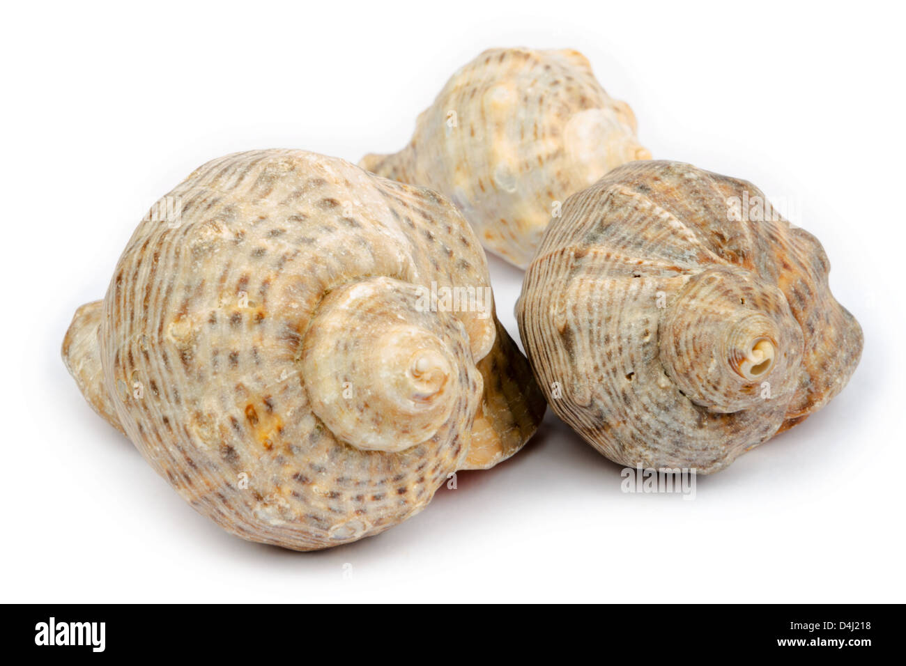 Tre conchiglie rapana isolato su uno sfondo bianco Foto Stock