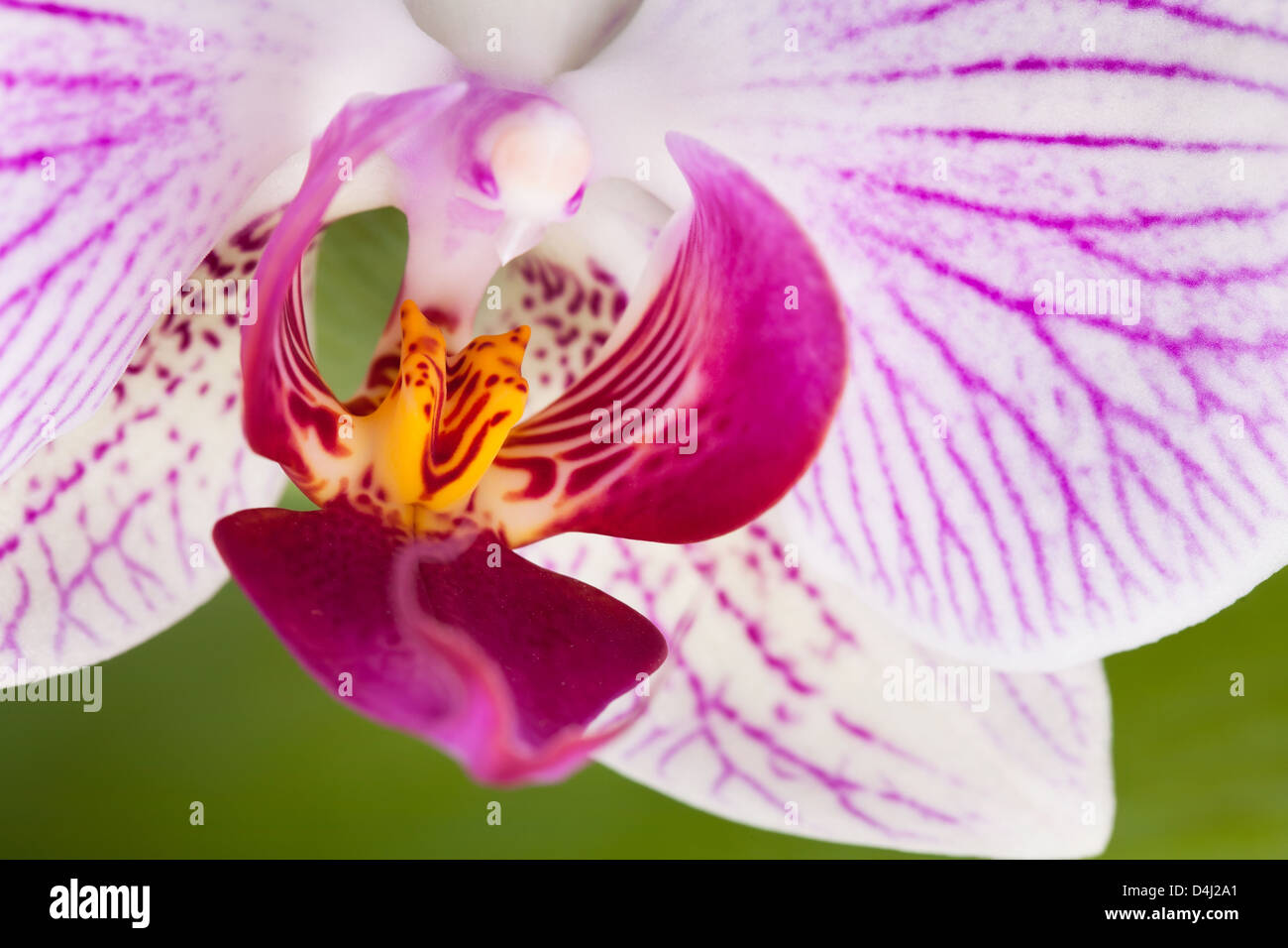 Orchid phalaenopsis full frame closeup Foto Stock