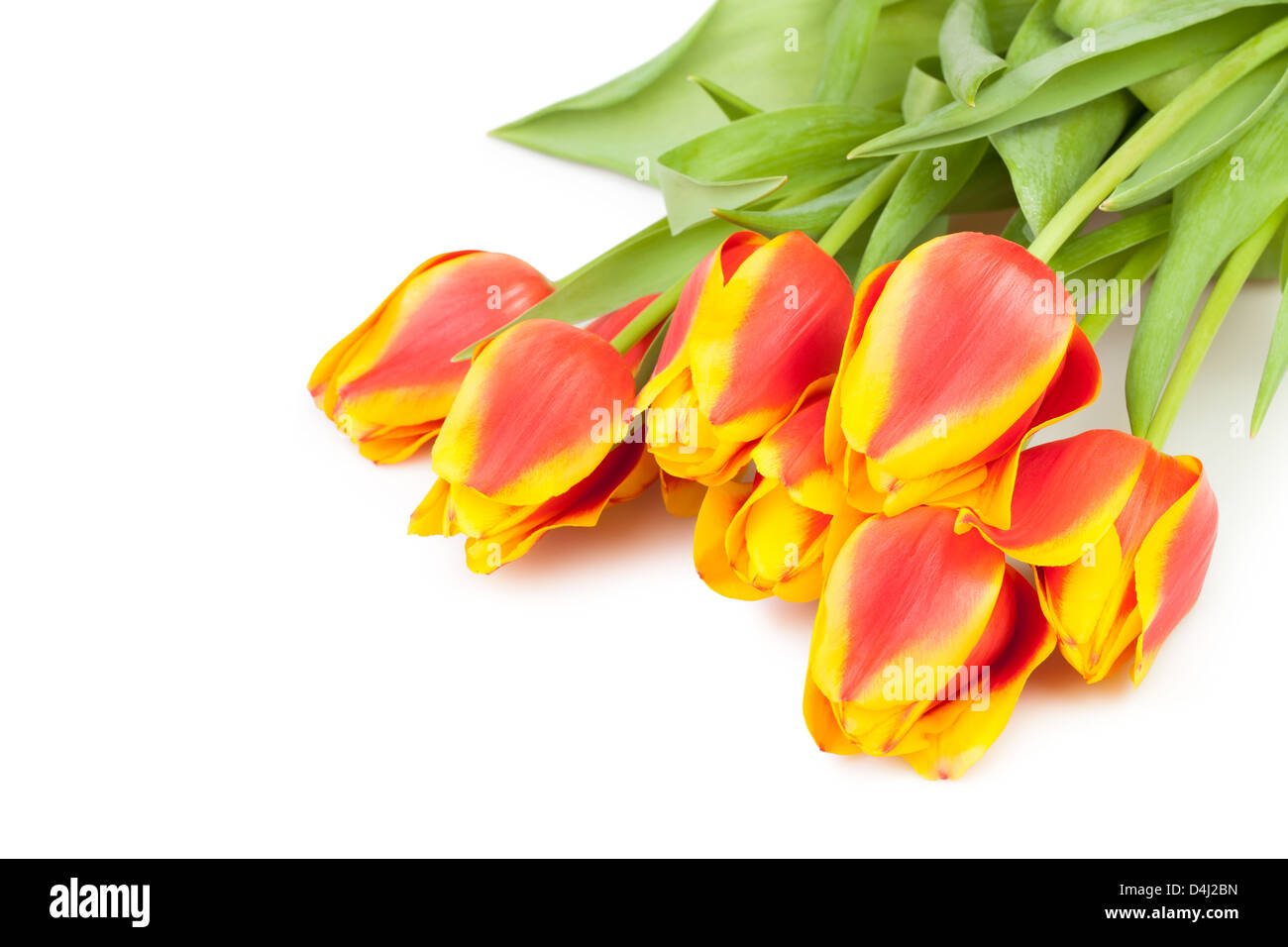 Bouquet di tulipani giaceva su sfondo bianco Foto Stock