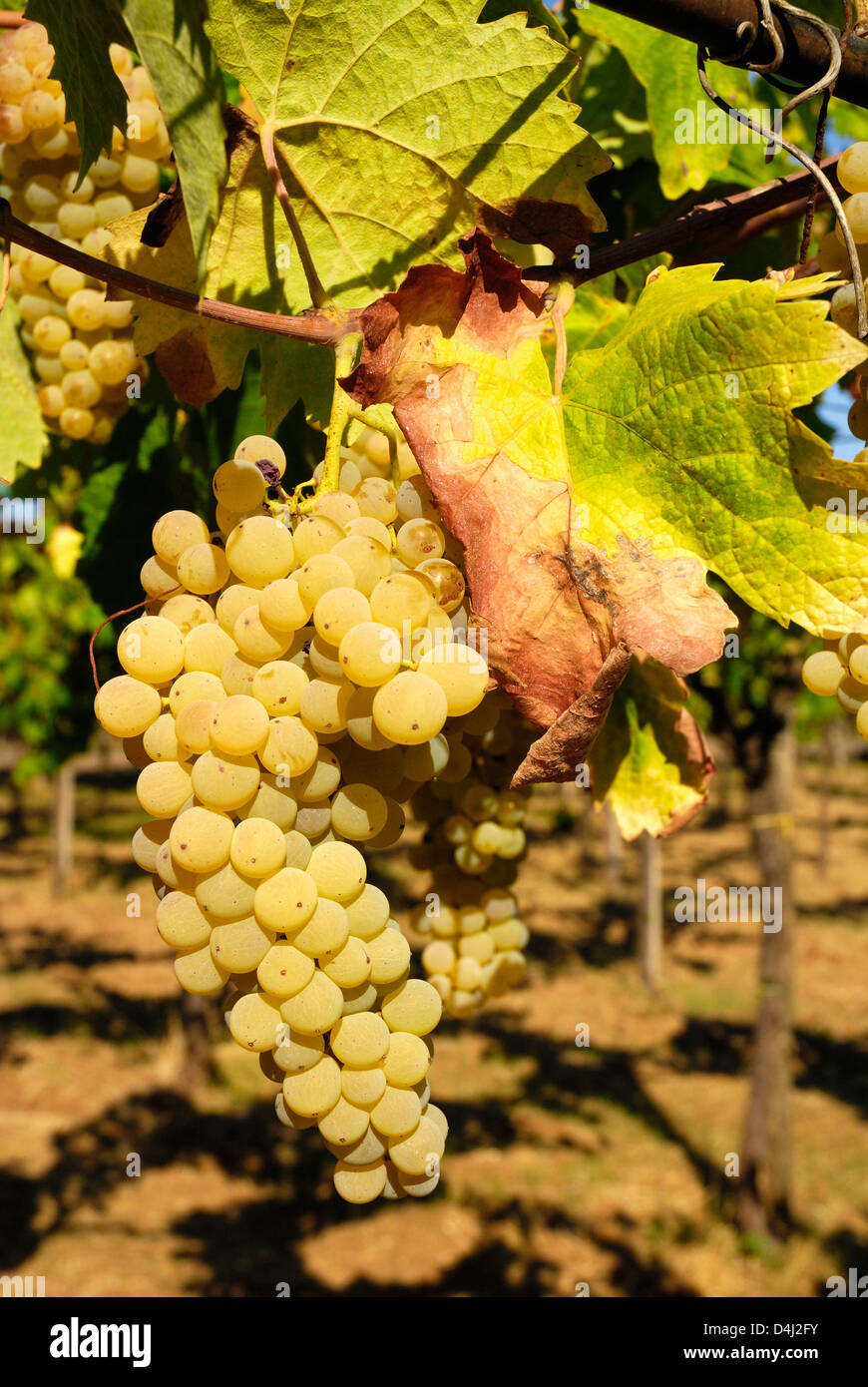 Grappoli di uva in una vigna in Italia. Foto Stock