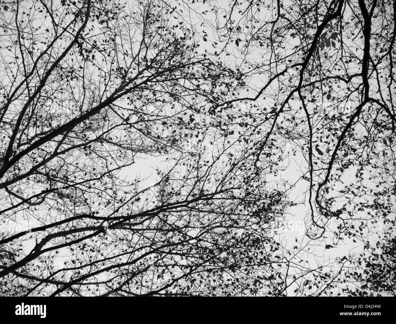 Immagine astratta che mostra alcuni Tree Tops con ramoscelli nel cielo, in scala di grigi Foto Stock