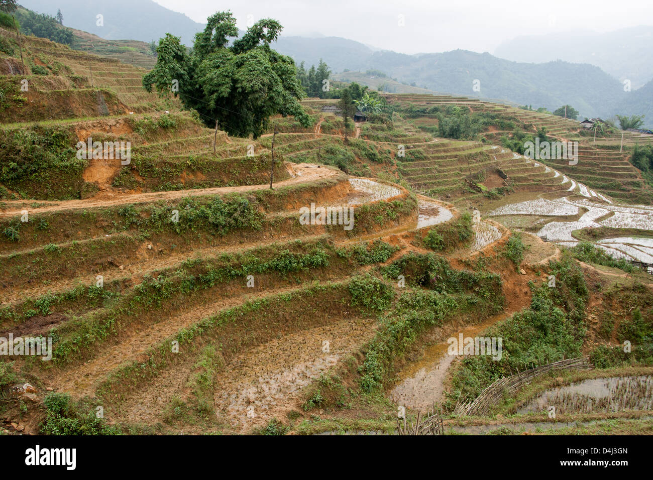 Terrazze di riso sulle pendici del Catcat Villaggio Culturale vicino a Sapa Vietnam Foto Stock