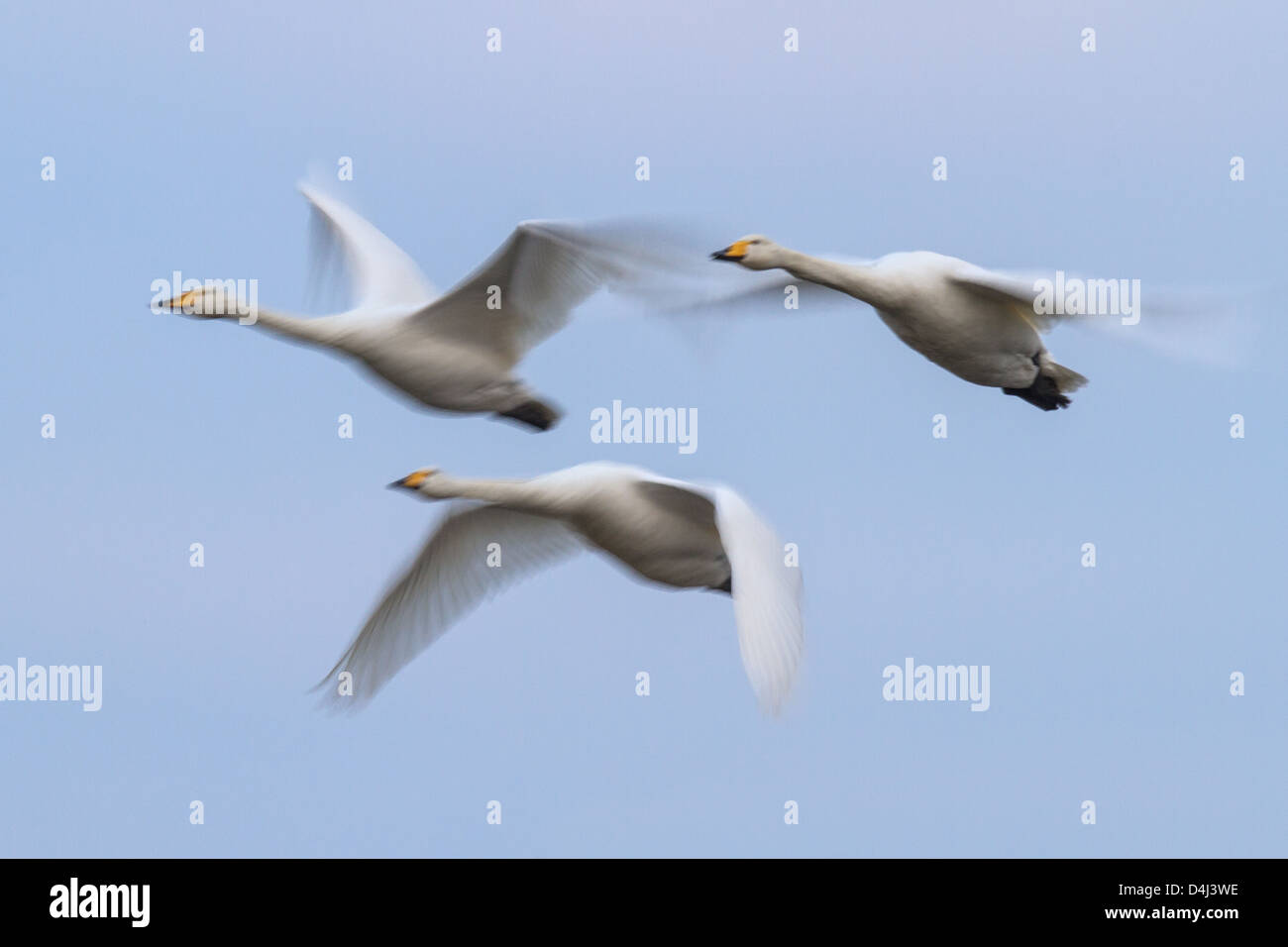 Tre adulti cigni Whooper (Cygnus cygnus) in volo, Ouse lavaggi, Cambridgeshire. Con slow shutter speed a sfumare le ali Foto Stock