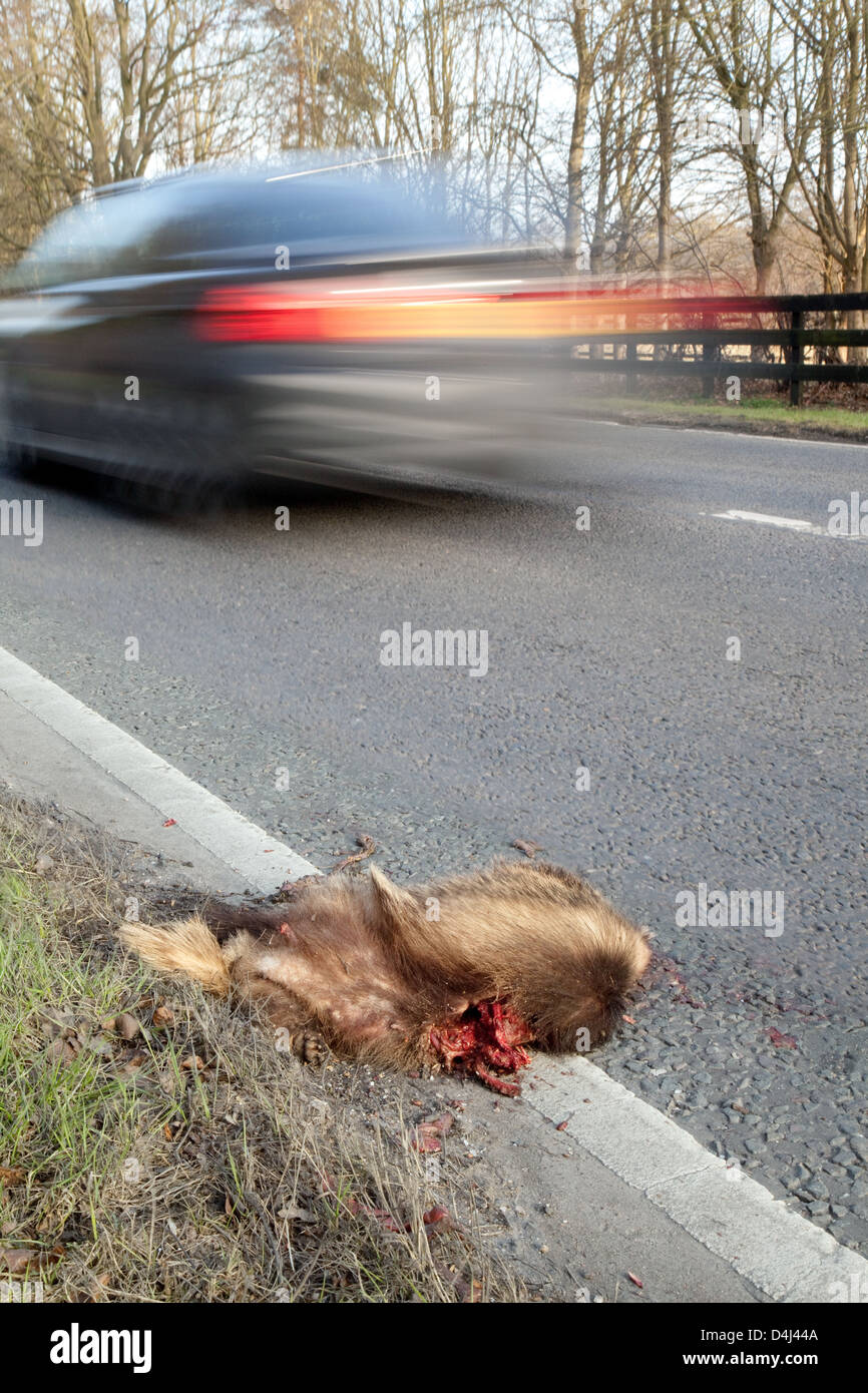 Un morto fox dal lato di una strada trafficata come un esempio del roadkill NEL REGNO UNITO Foto Stock