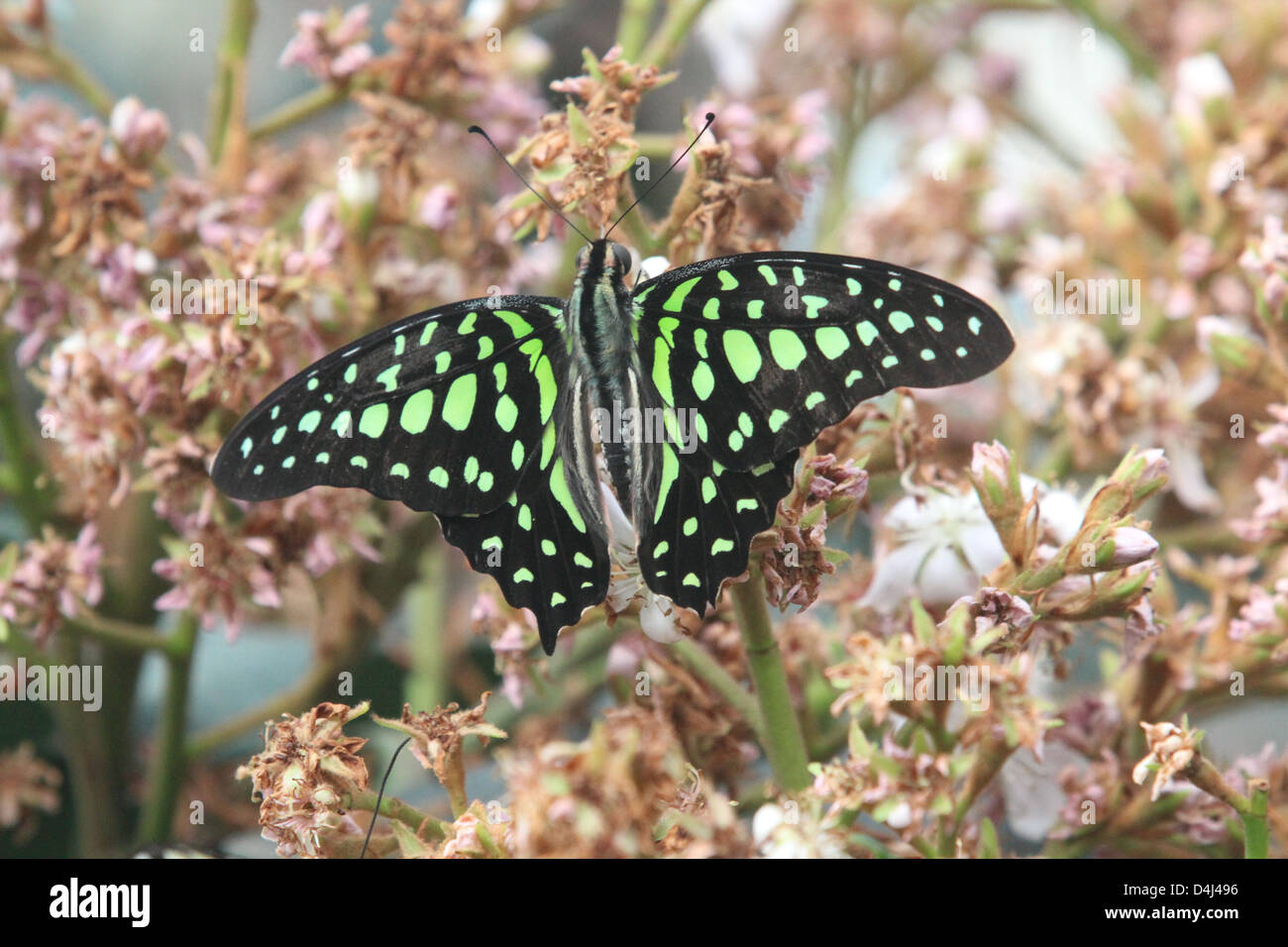 Green tailed Jay butterfly Foto Stock