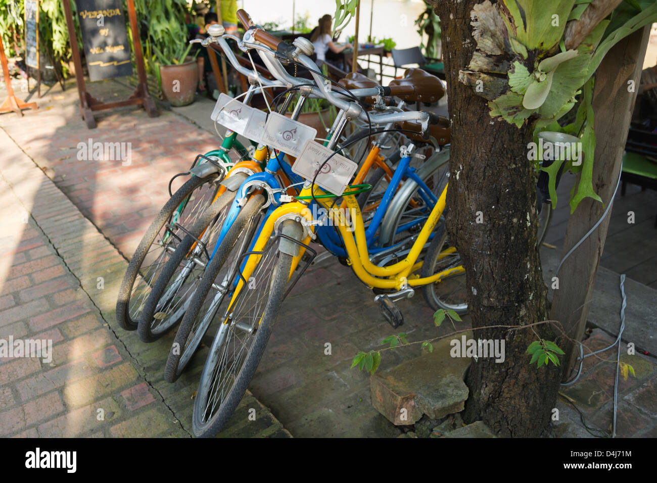Quattro le biciclette a noleggio appoggiarsi contro un albero Foto Stock