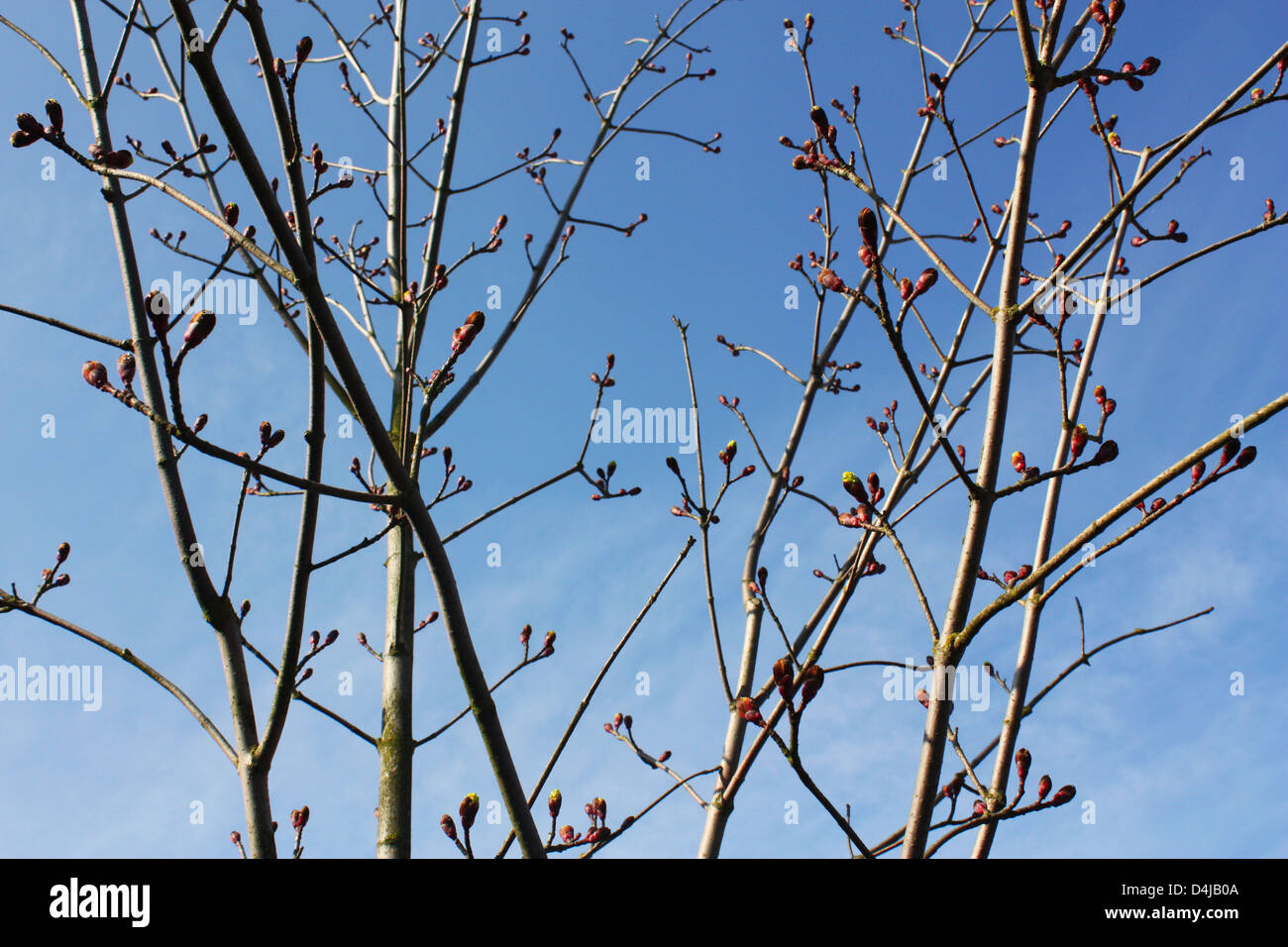 I rami degli alberi con boccioli in stagione primavera Foto Stock