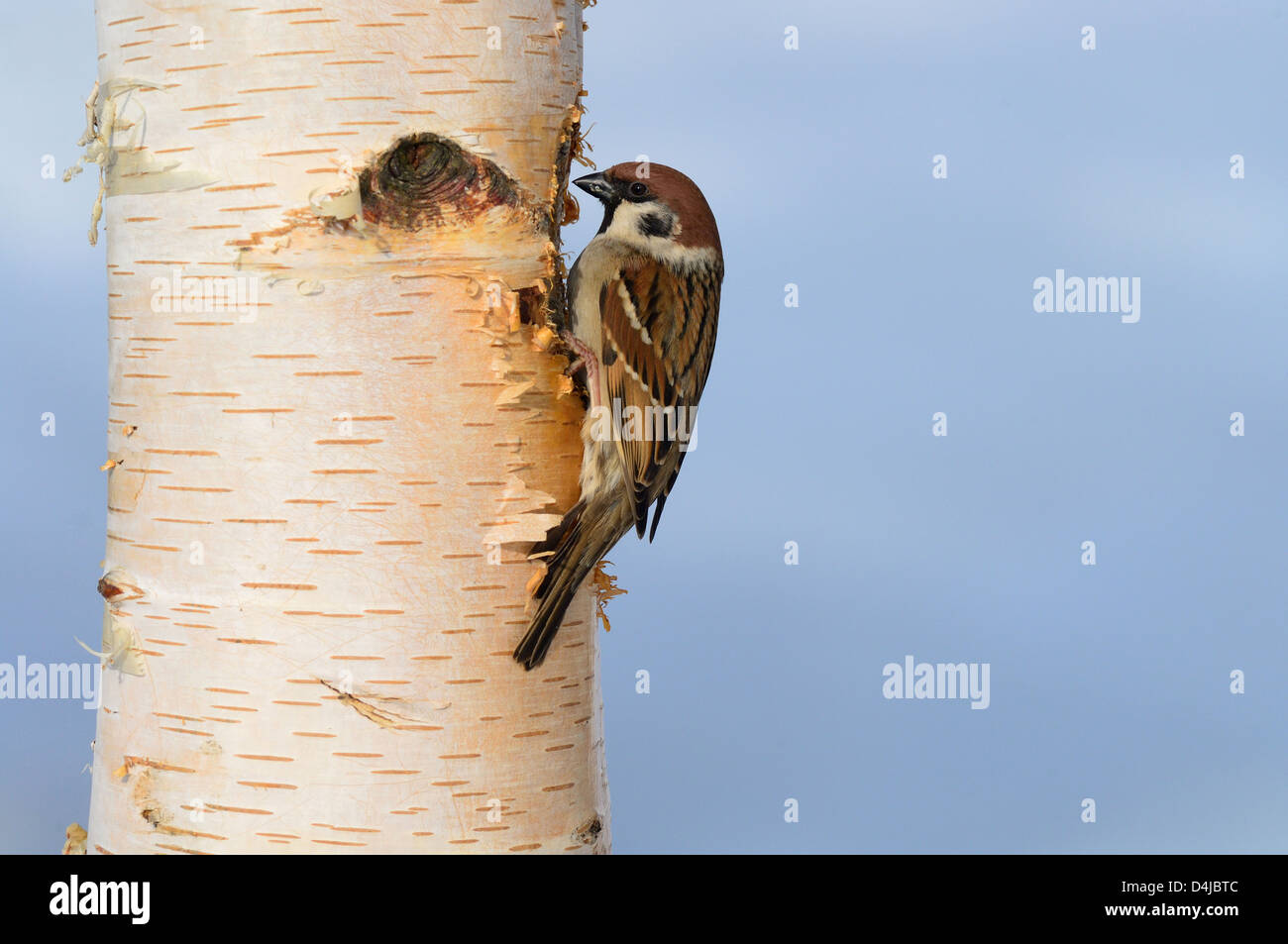 Feldsperling (Passer montanus) Tree Sparrow • Ostalbkreis, Baden-Württemberg, Deutschland Foto Stock
