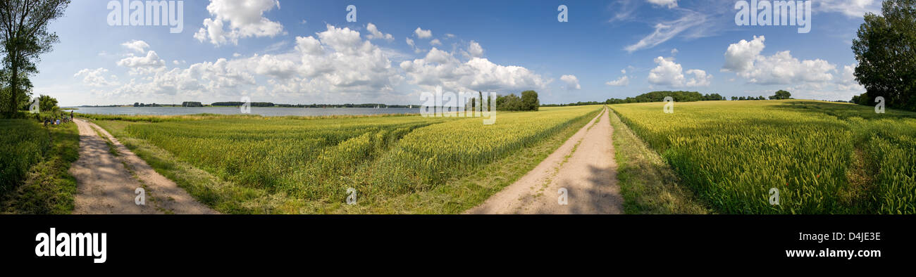 Sieseby, Germania, il sentiero attraverso un cornfield sulle rive della Schlei Foto Stock