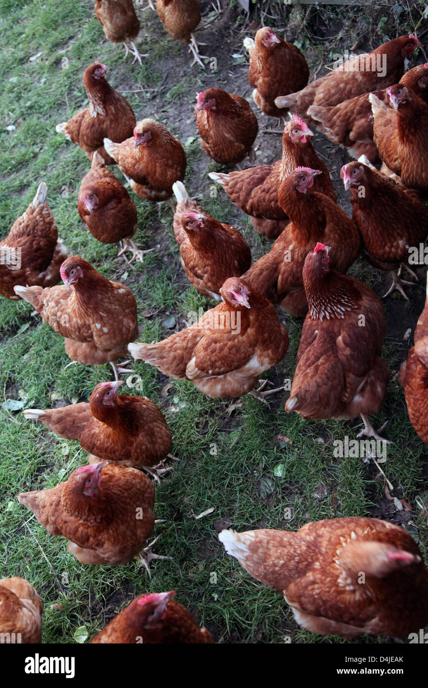 Si tratta di una foto di polli marrone che sono in un campo verde in una fattoria. Si tratta di una stalla o una coop. Essi sono nel gruppo insieme Foto Stock