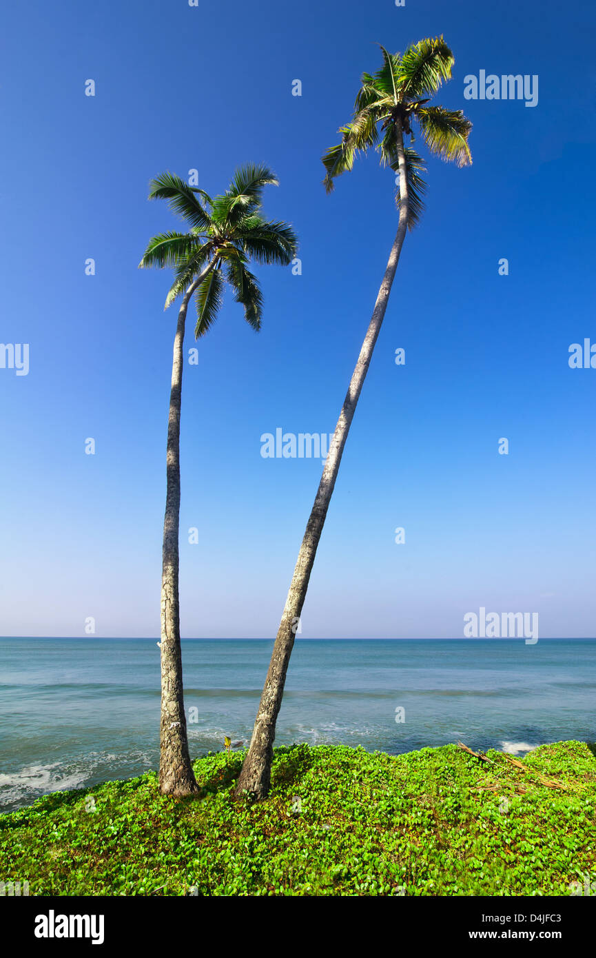 Bellissimo paesaggio tropicale con spiaggia dell'oceano e palme sotto il cielo blu Foto Stock