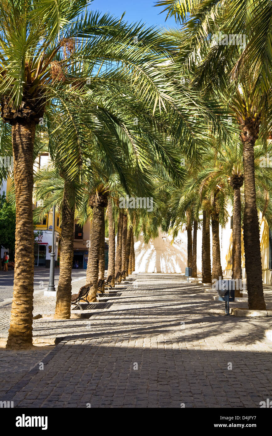 Un Viale delle Palme in Piazza Duomo, Granada, Andalusia Foto Stock