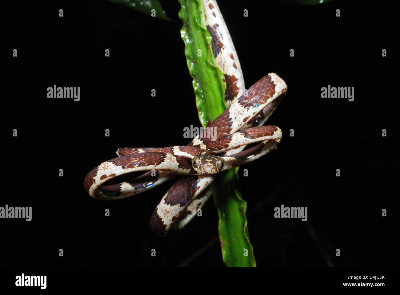 Blunt-testa di serpente ad albero (Imantodes cenchoa), Manu Learning Center, Perù Foto Stock