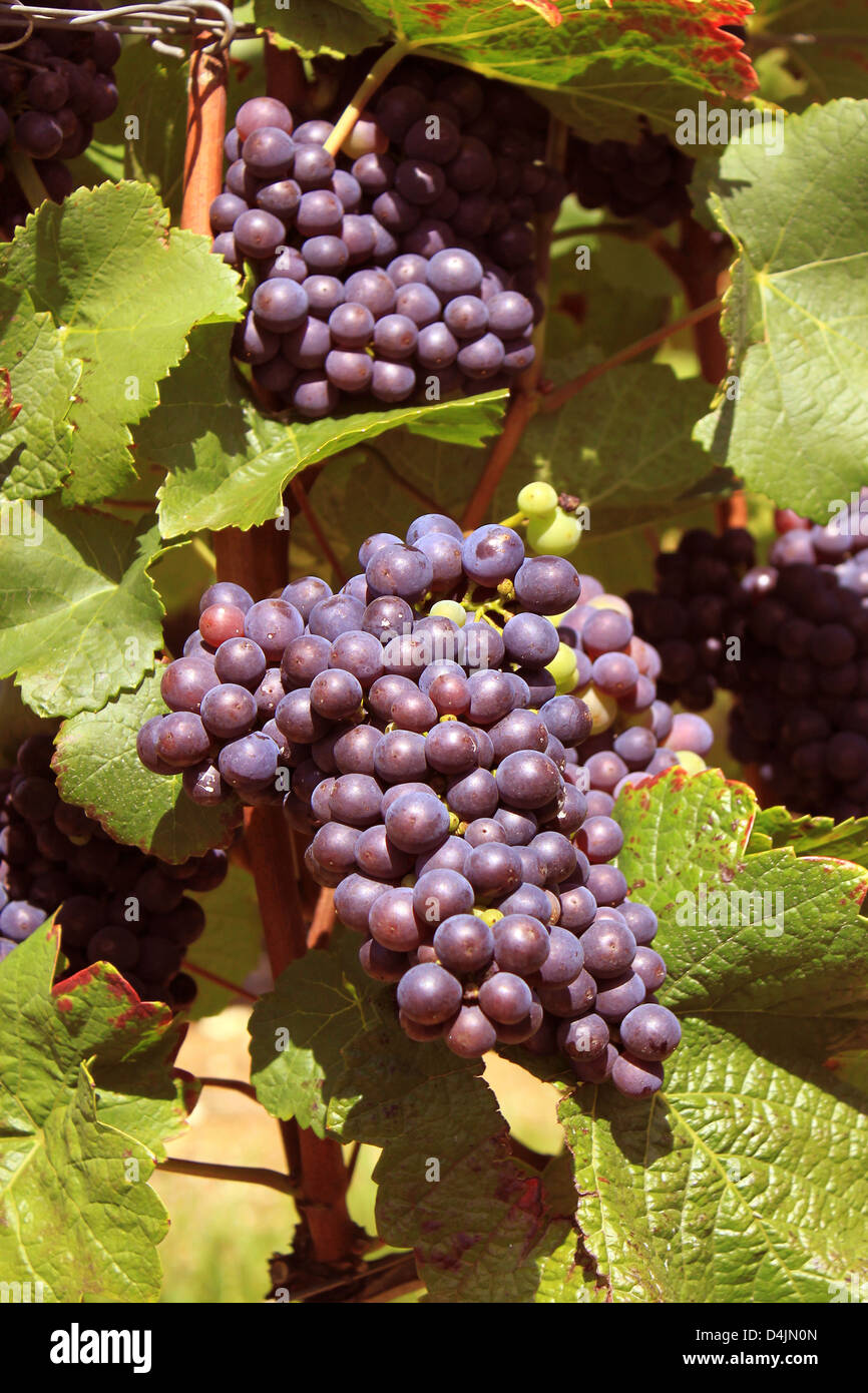 I grappoli di uva sulla vite in una vigna prima del raccolto Foto Stock
