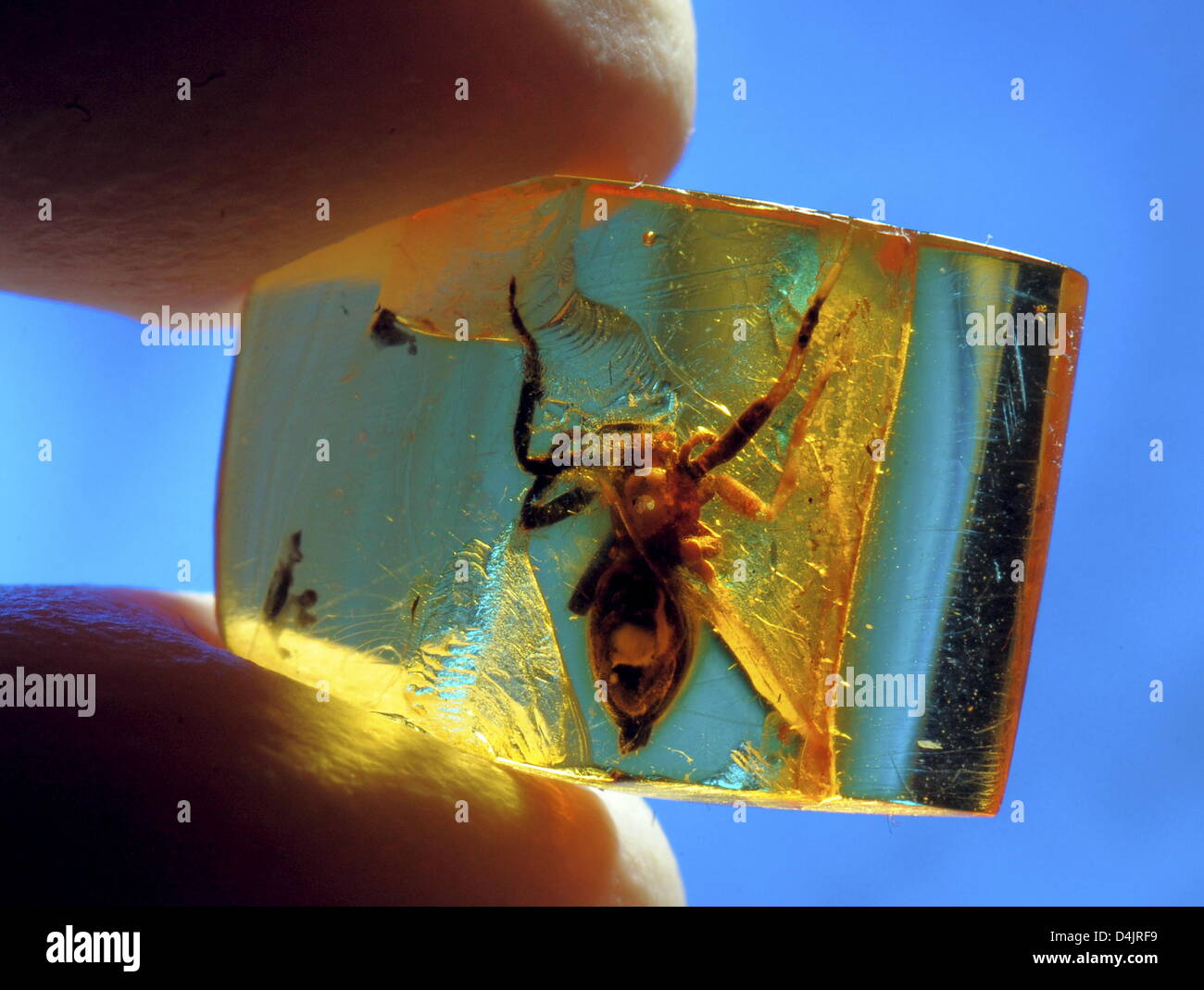 Questa crociera di un ignoto specie che è incorporato in ambra baltica ed è almeno 39 milioni di anni viene studiato da scienziati presso l'Istituto di Zoologia sistematica e di Biologia evolutiva dell'università di Jena, Germania, 19 febbraio 2009. In un technichally processo elaborato, entomologi tenta di creare modelli tridimensionali di tali minuscoli esseri viventi. Per la digitalizzazione Foto Stock