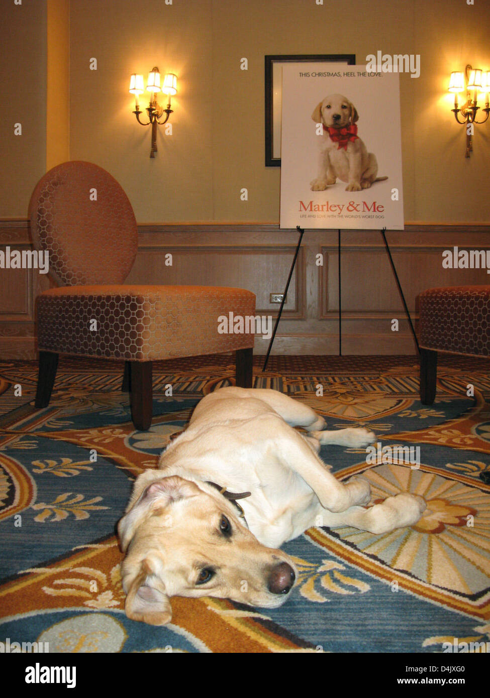 Il Labrador retreiver Brownie, star del film "Marley & Me?, dozes in un hotel in San Francisco, CA, nel febbraio 2009. Brownie e suo allenatore Ray Beal sono sul tour di promozione per il film. Foto: Barbara Munker Foto Stock