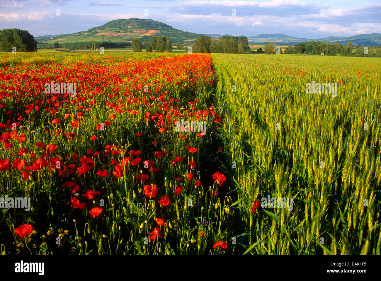 Panorama del campo di grano con papaveri in Auvergne Francia, Europa Foto Stock