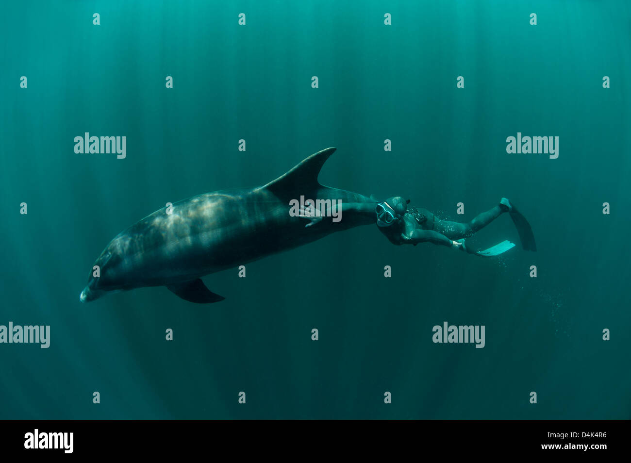 Nuoto subacqueo con Delfino Foto Stock