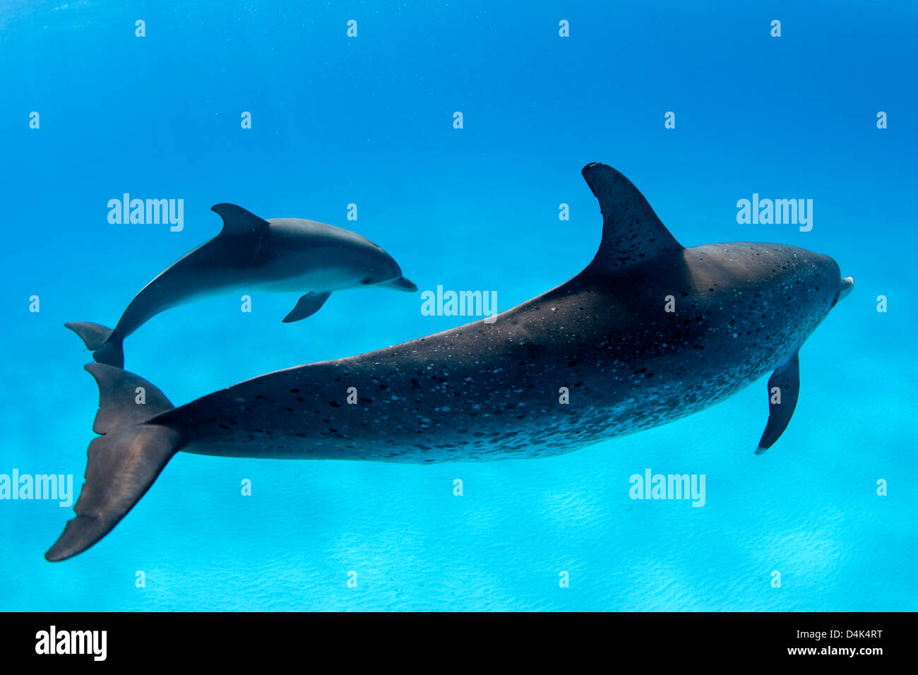 I delfini nuotare in acque tropicali Foto Stock