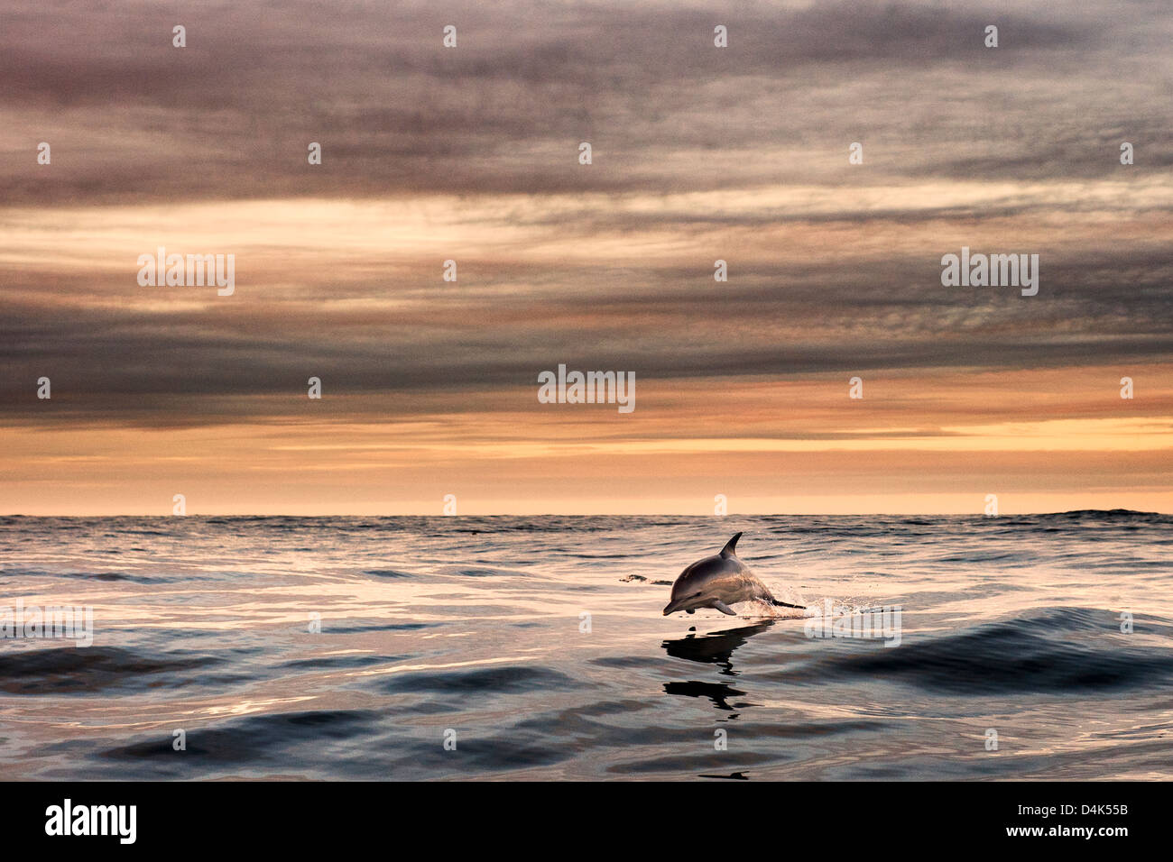 Dolphin saltando su acqua Foto Stock
