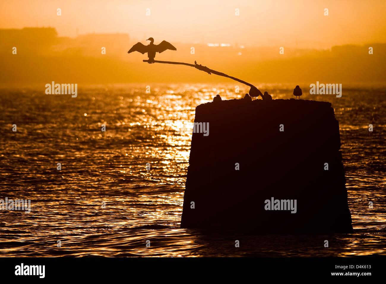 Silhouette di seagull sulla roccia in acqua Foto Stock