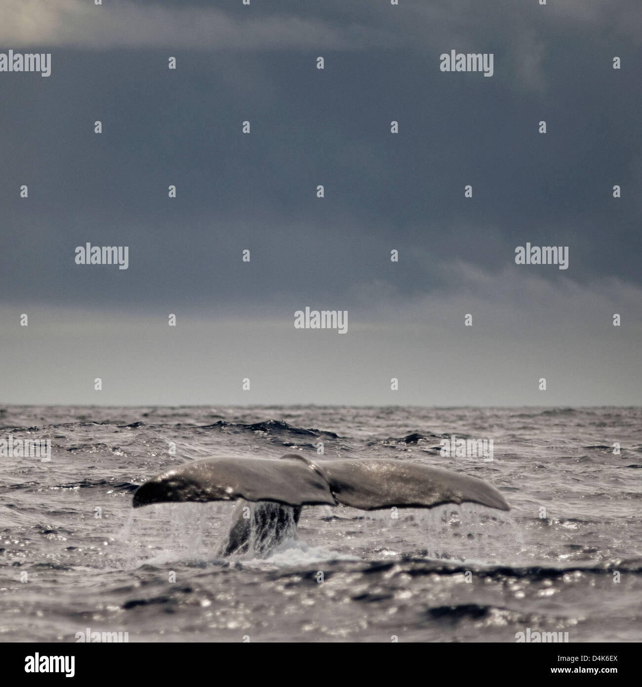 La balena della coda emergenti dall'acqua Foto Stock