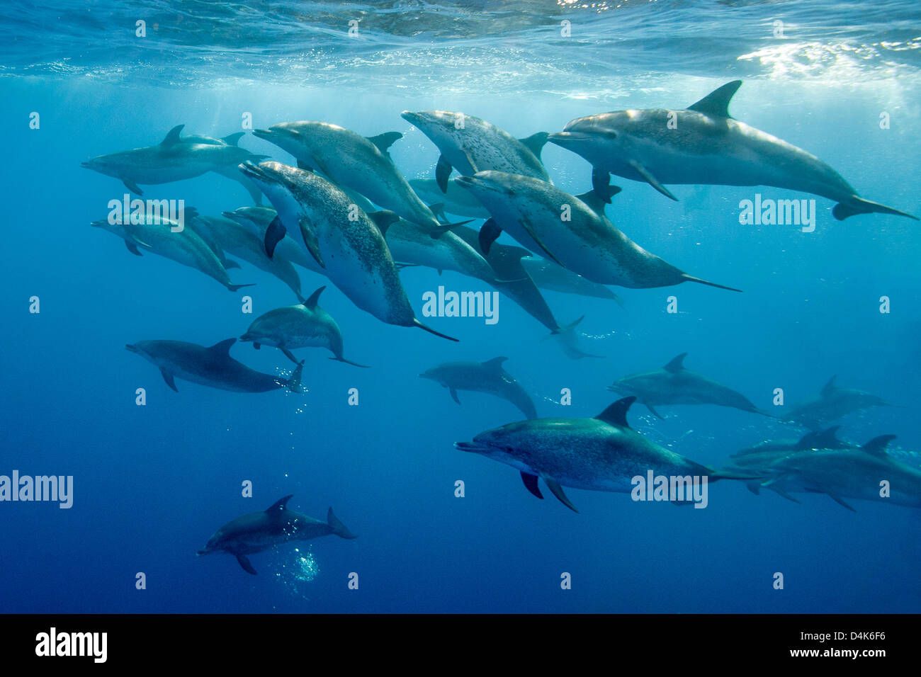 I delfini nuotare sott'acqua Foto Stock