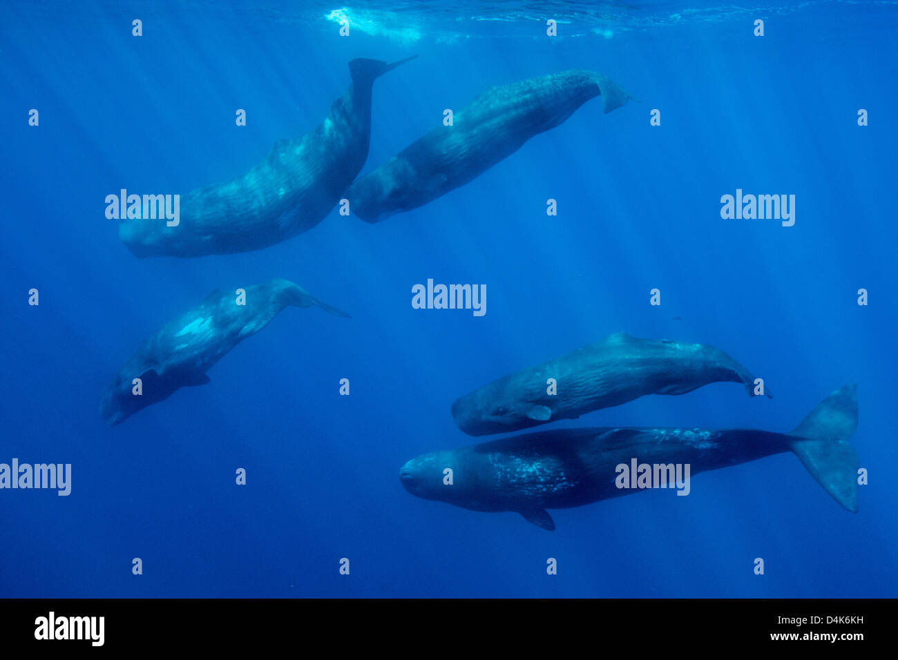 Sperma balene nuotare sott'acqua Foto Stock