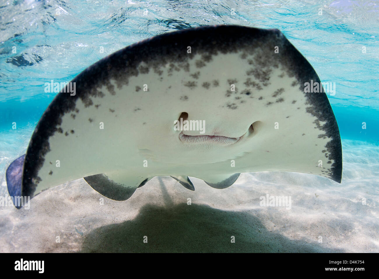 Close up di ray di bocca underwater Foto Stock
