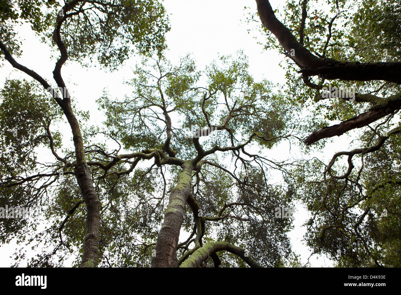 Silhouette di tree tops Foto Stock