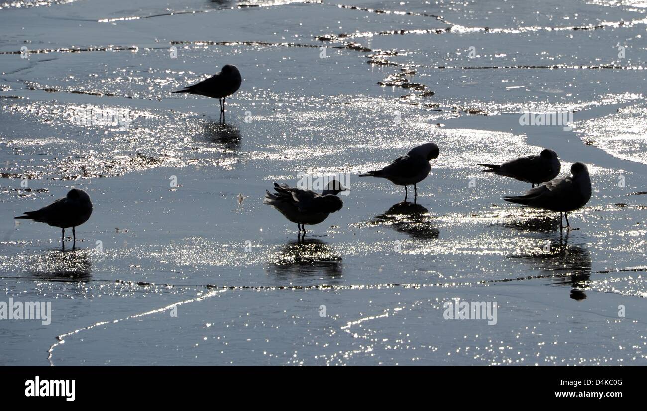 Möwen stehen am 15.03.2013 in Brunsbütte l(Schleswig-Holstein) auf einer Eisfläche. Auch in den kommenden Tagen sollen die Temperaturen im Norden rund um den Gefrierpunkt bleiben. Foto: Carsten Rehder/dpa Gabbiani stand su una superficie ghiacciata di Brunsbuettel, Germania, 15 marzo 2013. Foto: Carsten Rehder Foto Stock