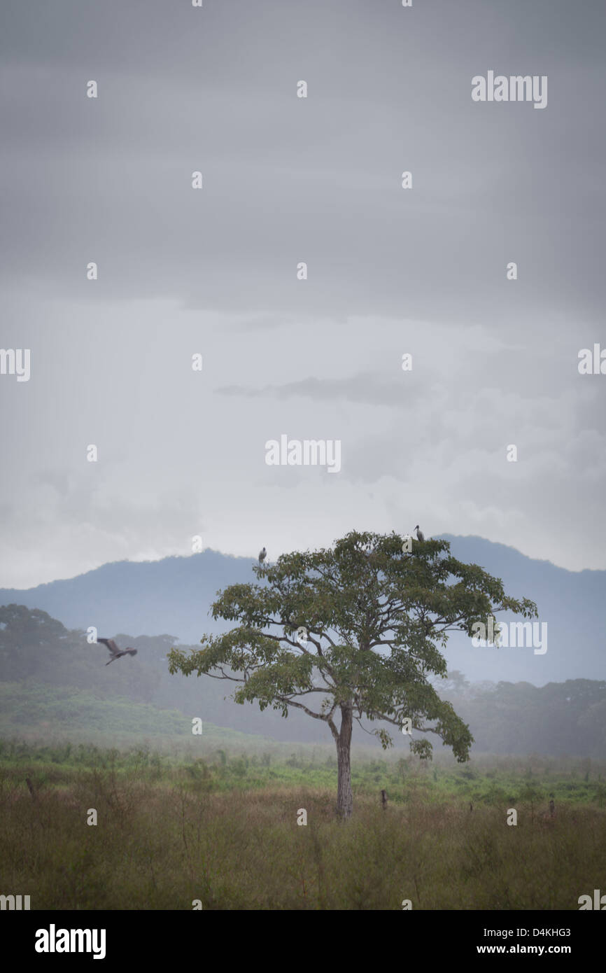 Pascolo nebuloso paesaggio vicino Tonosi, Los Santos provincia, Repubblica di Panama. Foto Stock