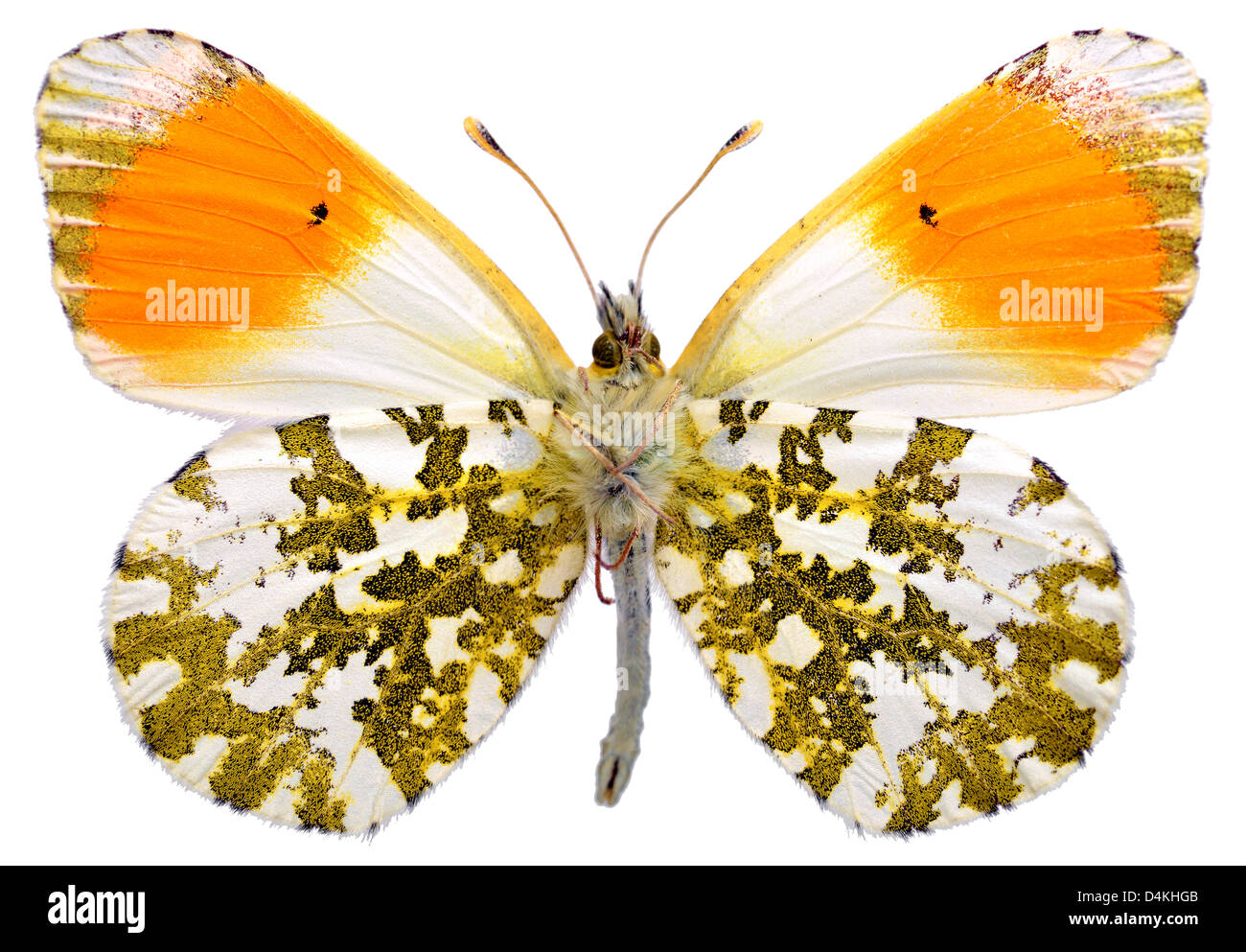 Macro di maschio punta arancione farfalla (Anthocharis cardamines) visto dal di sotto e isolato su sfondo bianco Foto Stock
