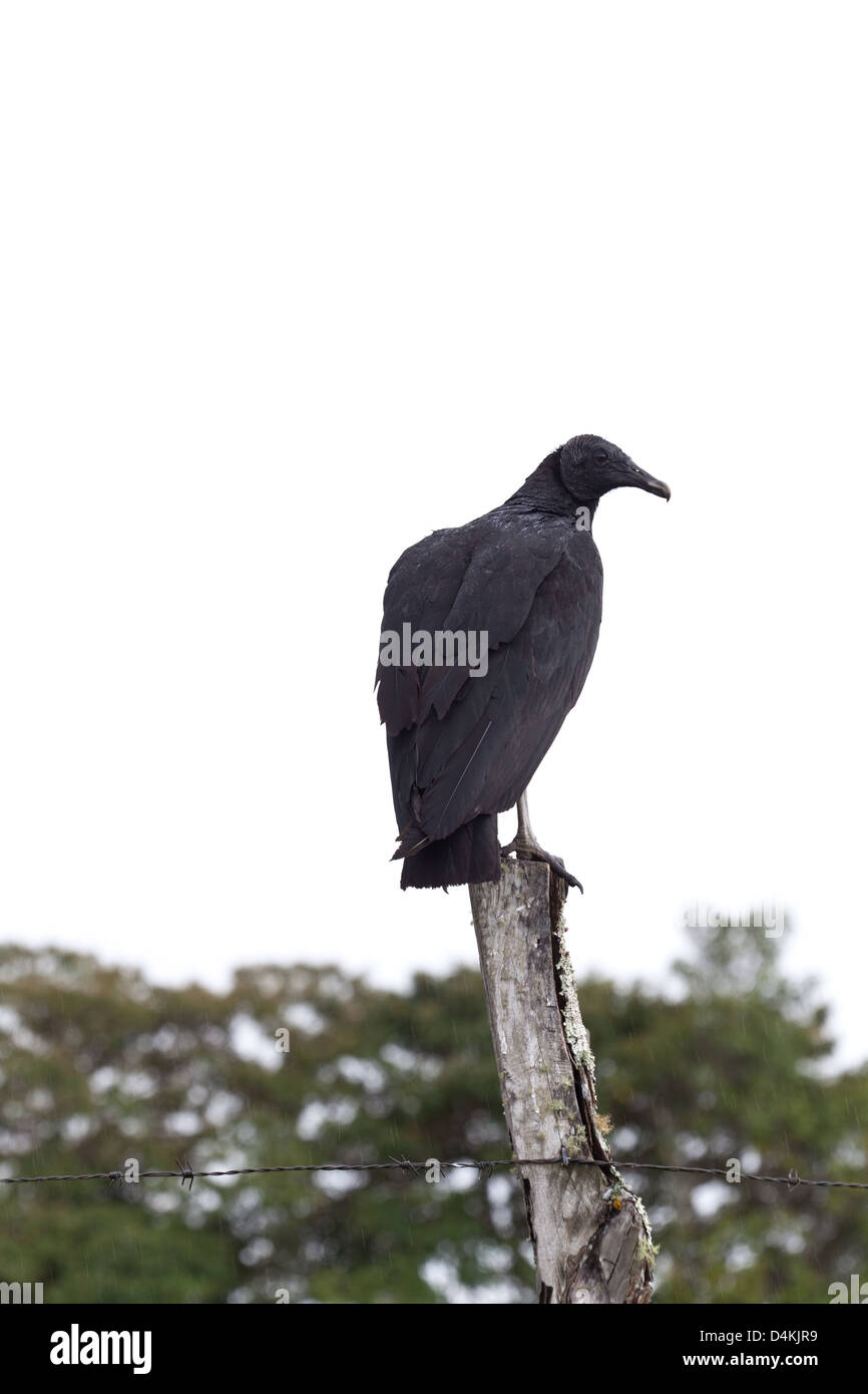 Avvoltoio nero, sci.name; Coragyps atratus, vicino Volcan, Chiriqui provincia, Repubblica di Panama, Foto Stock