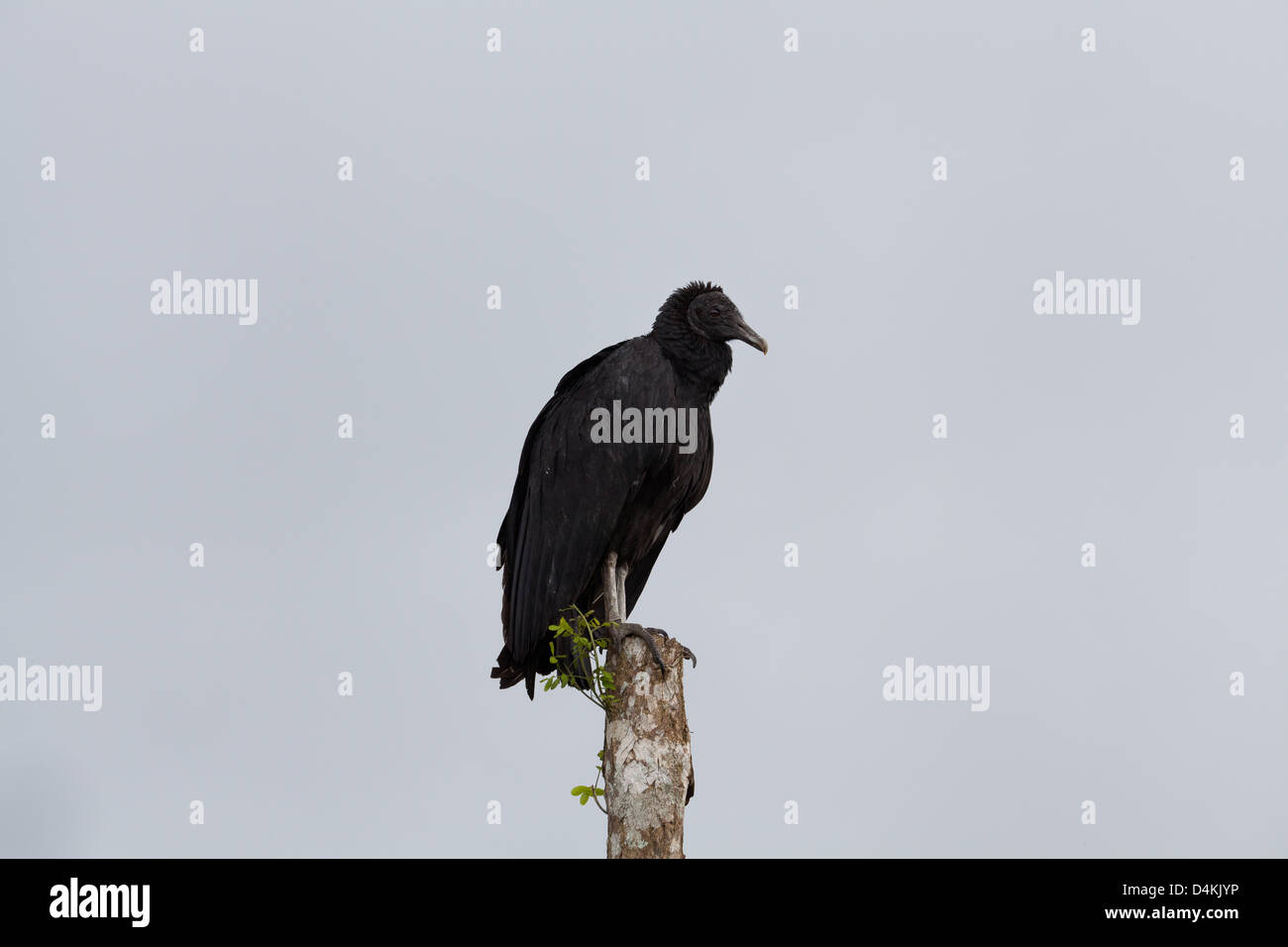 Avvoltoio nero, sci.name; Coragyps atratus, vicino Volcan, Chiriqui provincia, Repubblica di Panama, Foto Stock